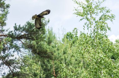 Gökyüzünde süzülen buteo buteo. Havada avcı.