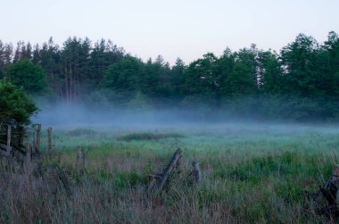Sabah ormanın içinde. Sabah orman sis. Sis orman çim üzerinde.