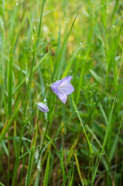 Otların arasında büyüyen hassas güzel çiçek. Bir çan şeklinde Mor çiçek.