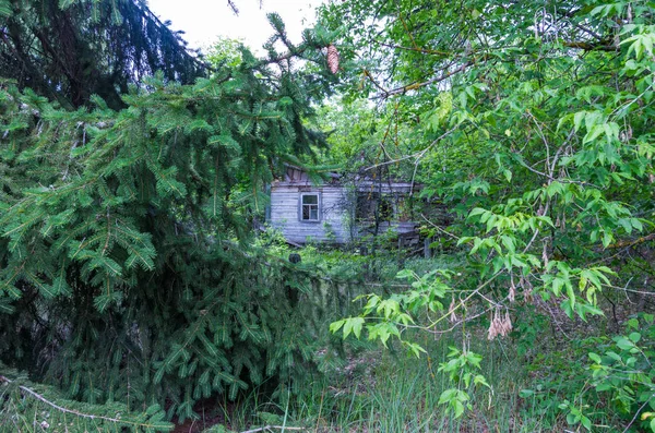 Velha Casa Madeira Ruínas Floresta Vista Por Trás Dos Ramos — Fotografia de Stock