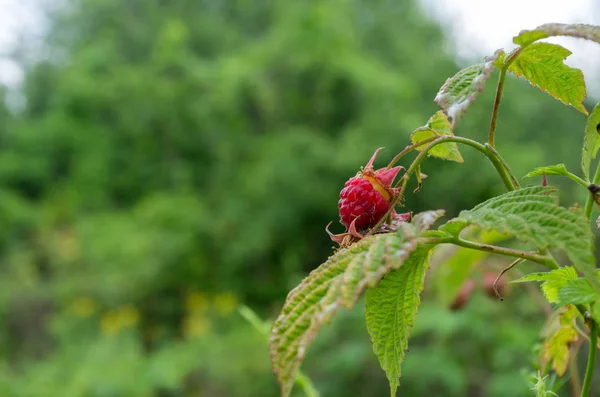 Wild forest raspberry growing in nature. Forest doctor.