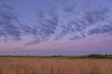 Tarlada gün doğumu. Sarı alan ve bulutlu gökyüzü.