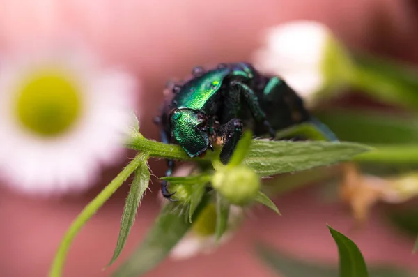 Vue Latérale Scarabée Coléoptère Vert Sur Herbe Photo Nacro — Photo