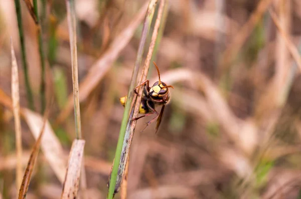 Gran Avispa Hierba Macro Foto Del Wasp Vista Frontal —  Fotos de Stock