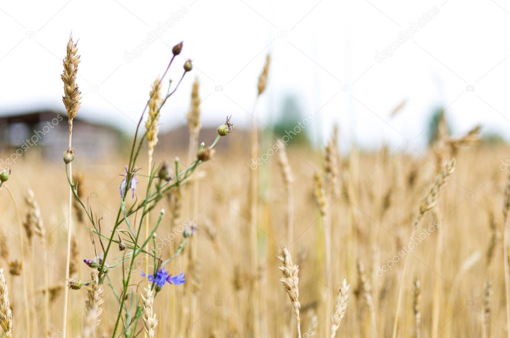 Blue flower on the background of wheat. Summer in the field.