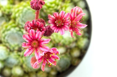 Saksı Sempervivum. Çiçek Sempervivum. Üstten görünüm makro