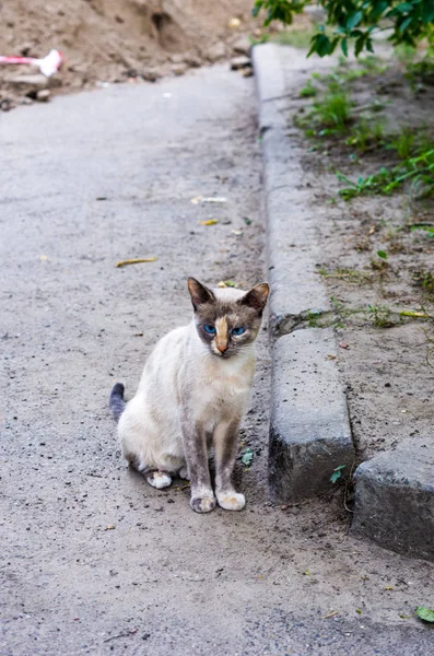 Bir Sokak Kedisi Portresi Benekli Kedi Renkli Gözlü Kedi Mavi — Stok fotoğraf