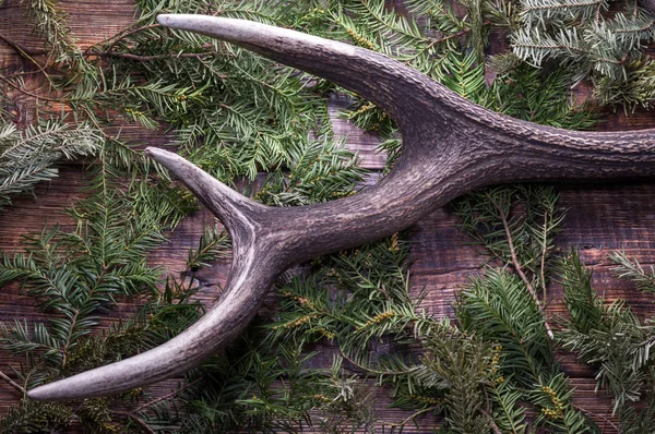 Naturgeweih. Jägerkomposition. mehrere Prozesse der Hörner. — Stockfoto