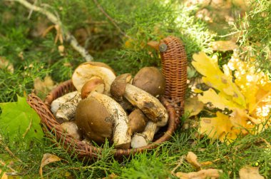 Birçok farklı mantar pota. Mantar doğada fotoğraf.
