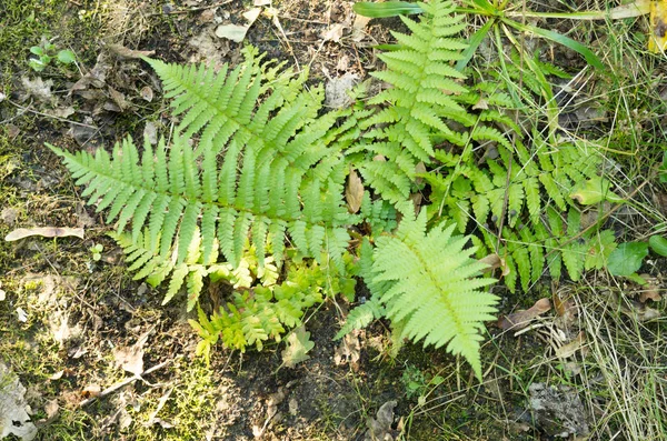 Fern fern üstten görünüm bush. Fern ormandaki büyüyen. — Stok fotoğraf