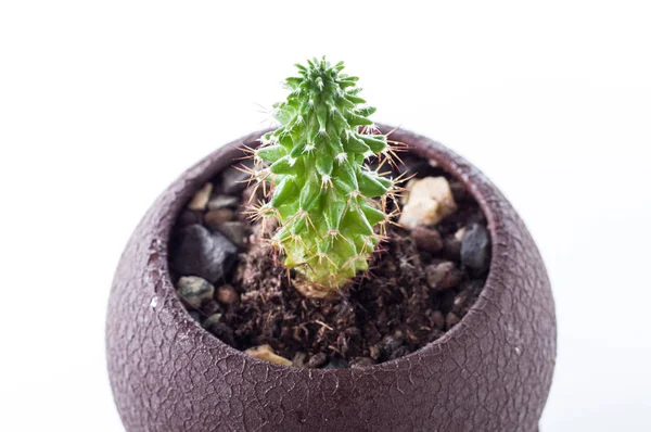 Cactus caseros pequeños. Cactus casero en maceta . — Foto de Stock