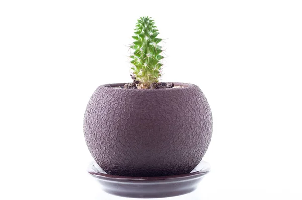 Pequeño cactus espinoso en una olla. Maceta en el centro del marco . — Foto de Stock