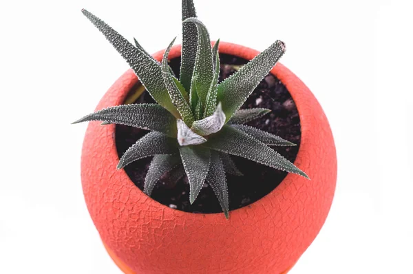 Haworthia in een ronde bloempot. Plant isoleren. — Stockfoto