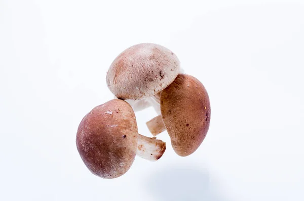 Três cogumelos frescos em um fundo branco. Cogumelos úteis e saborosos . — Fotografia de Stock