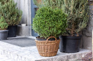 Girişte iğne yapraklı bitkiler. Sokakta kozalaklı bitkiler.