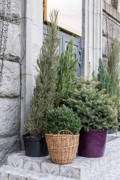 Conifers in the flowerpot. Various needles. Vases in the street. — Stock Photo, Image