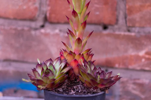 Planta decorativa. Flor decorativa en una maceta . — Foto de Stock