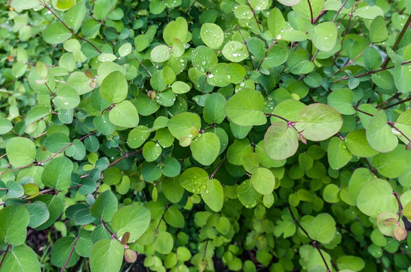 Φυτό χειροτεχνίας με σταγόνες βροχής. Στρογγυλά πράσινα φύλλα. — Φωτογραφία Αρχείου