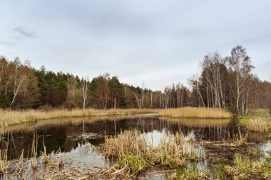 Güzel orman kenarı. Güzel orman manzarası. Ormanın sudaki yansıması.