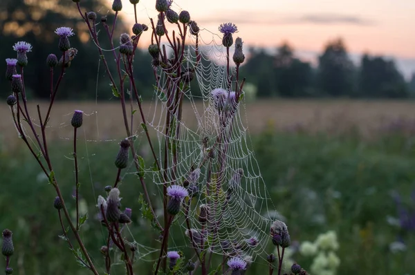 Spider web with a spider on a bush. Flowers and cobwebs. — Stock Photo, Image