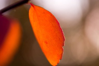 Parlak sonbahar yaprağı. Sonbahar yaprağı akşam güneşi ile aydınlatılmış.