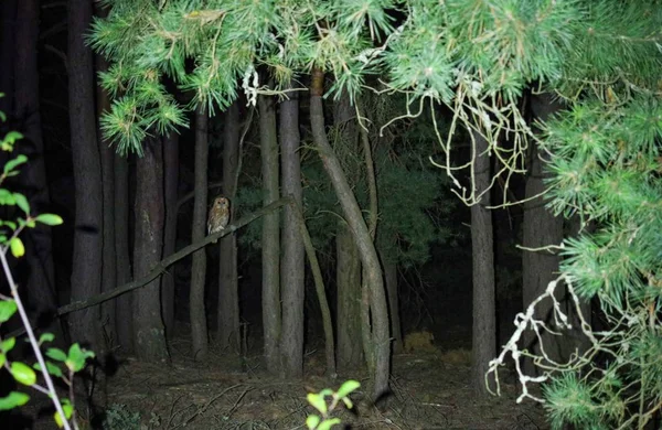 Graue Eule, Eule in einem dunklen Wald. Eule sitzt auf einem Ast. — Stockfoto