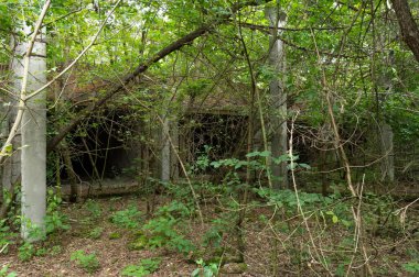 Bir mobilya fabrikasının büyümüş atölyeleri. Terk edilmiş işletme.