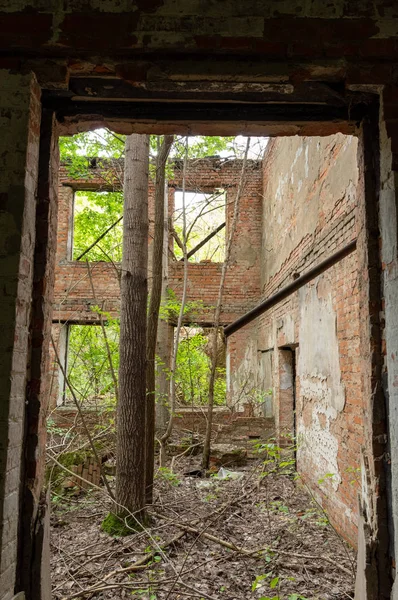 Ein gewachsener Baum in einem verlassenen Gebäude. Starke Natur. — Stockfoto