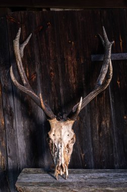 Boynuzlu geyik kafatası. Büyük boynuzlar. Dikey çerçeve.