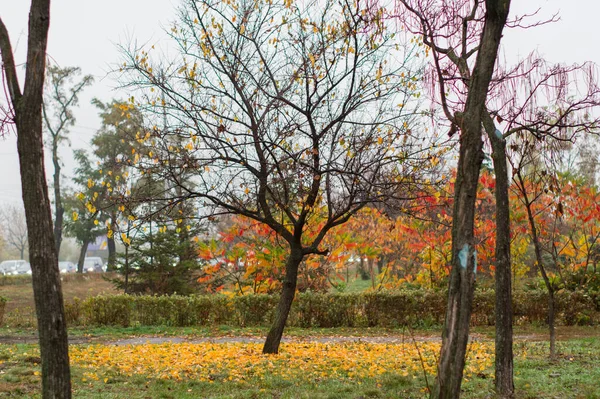 Träd utan bladverk. Höststadsparken. Flerfärgade höstlöv. Dimma och fukt. — Stockfoto