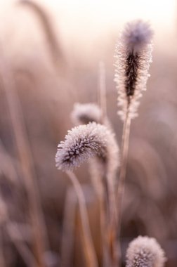 Rime vahşi bir tarla bitkisinin üzerinde. İlk dondurmalar. Soğuk şipşak başlar. Dikey çerçeve.