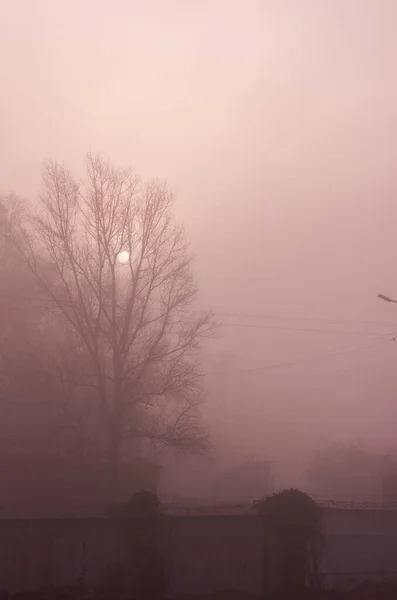 Foggy Sunrise Morning Sun Trees Fog — Stock Photo, Image