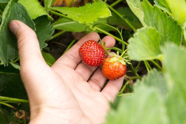 Bir elinde organik çilek Çilek.
