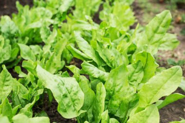 Yatakta organik kuzukulağı.