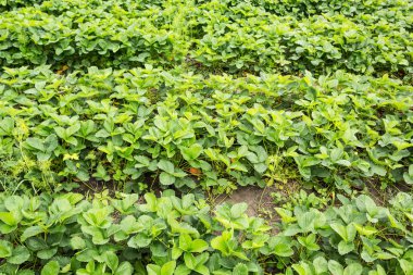 Satır organik çilek.