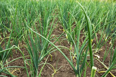 Arka plan bir genç yeşil soğan. Yakın çekim.