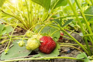 Bir çiftlikte organik çilek.