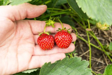 El, bir organik çilek yakın çekim.