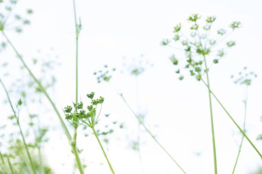 Yeşil çimenli soyut arkaplan