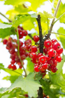 Kırmızı kuş üzümü bush üzerinde büyür. Yakın çekim.