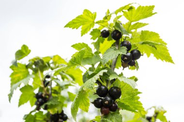 Siyah kuş üzümü bush üzerinde büyür. Bahçedeki organik çilek.