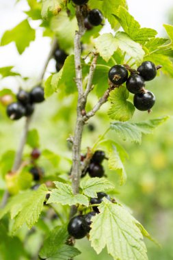 Çalılıkların üzerinde Siyah frenk üzümü ürün. Dikey olarak.
