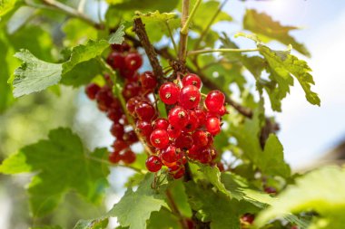 Bahçe, yakın çekim, kırmızı kuş üzümü