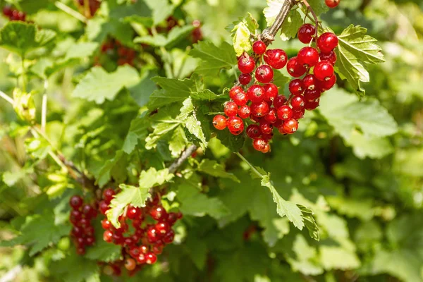 Červený Rybíz Zahradní Bush — Stock fotografie