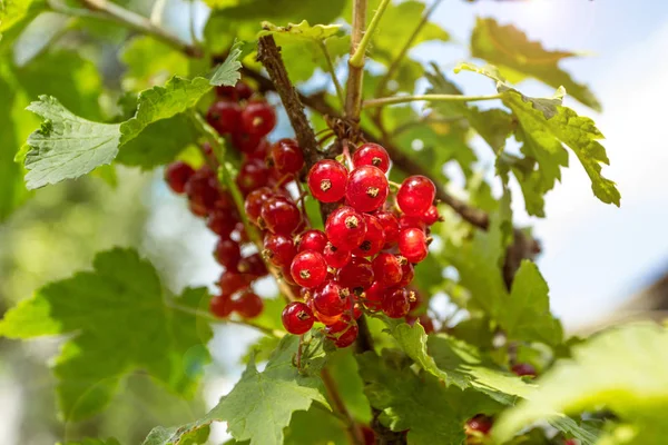 Red Currants Garden Close — Stock Photo, Image