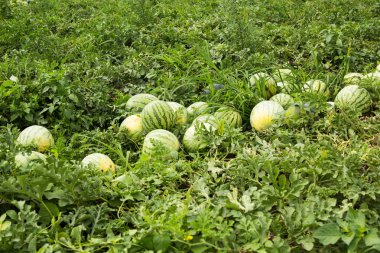 Bir satır alanını olgun karpuz.