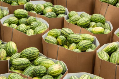 Olgun karpuz'dır saklamak için karton kutular içinde Paketli.