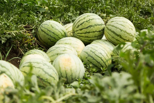 Watermelons on the field lined in a pile. Harvesting.
