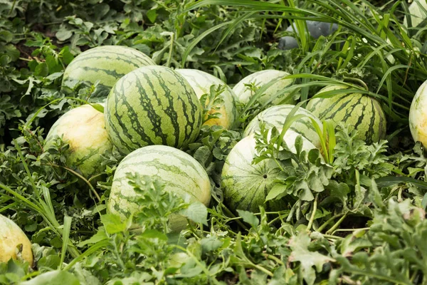 Harvest fresh ripe watermelon on the field.