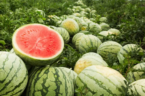 Red Cut Watermelon Pile Ripe Watermelons Field — Stock Photo, Image